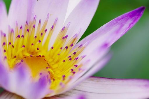 睡蓮 熱帯睡蓮 スイレン ピンクの花 睡蓮 熱帯睡蓮 スイレン ピンクの花 睡蓮,スイレン,熱帯睡蓮の写真素材