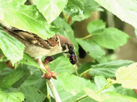 桑の実を咥えるスズメ 鳥,野鳥,スズメの写真素材