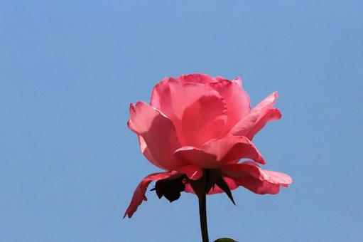 バラの花 バラの花の写真