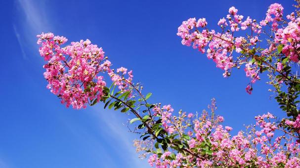 百日紅-231 百日紅-231の写真