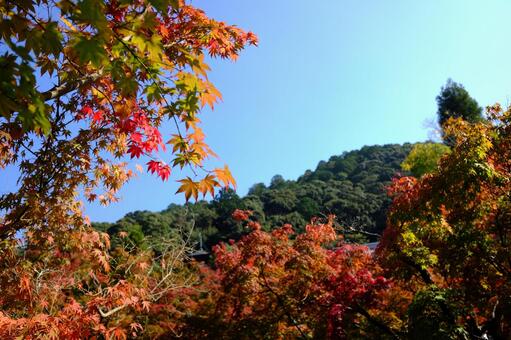 山の紅葉 山の紅葉の写真