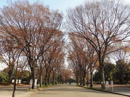 冬の駒沢オリンピック公園の遊歩道 冬の駒沢オリンピック公園の遊歩道の写真