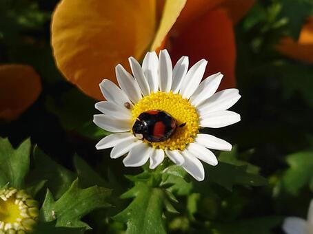 ナミテントウ ナミテントウ,テントウムシ,てんとう虫の写真素材