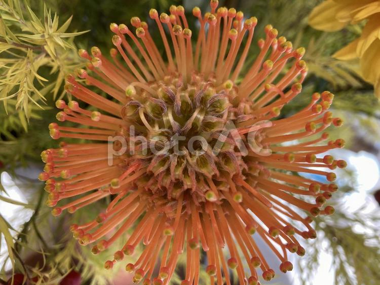 フィボナッチ数列の神秘5 web素材,web背景,テクスチャーの写真素材