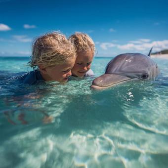 透き通る海でイルカと触れ合う子どもたち 透き通る海でイルカと触れ合う子どもたちの写真