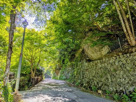 新緑の木漏れ日の散歩道 木漏れ日,木陰,新緑の写真素材