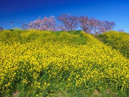 熊谷桜堤の桜 熊谷桜堤の桜 桜,ソメイヨシノ,菜の花の写真素材