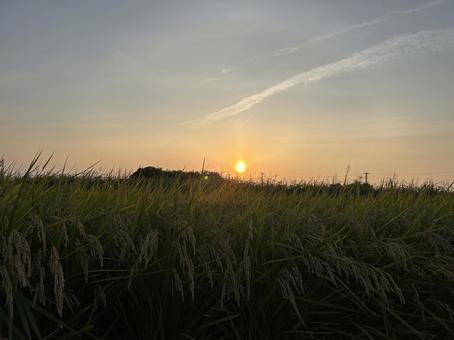 夕暮れの田んぼ 夕暮れの田んぼ 田んぼ,田,米の写真素材