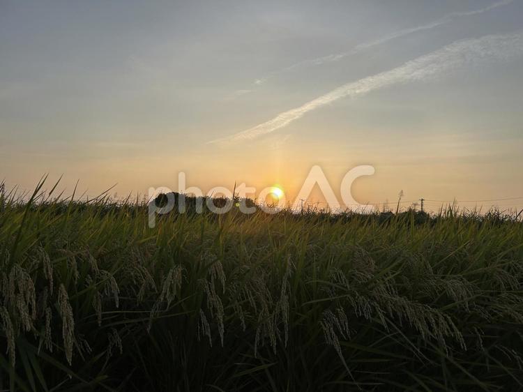 夕暮れの田んぼ 田んぼ,田,米の写真素材
