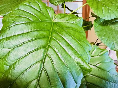 フィカス・ウンベラータ フィカス・ウンベラータ,葉っぱ,観葉植物の写真素材