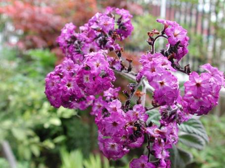 ヘリオトロープ ヘリオトロープの写真