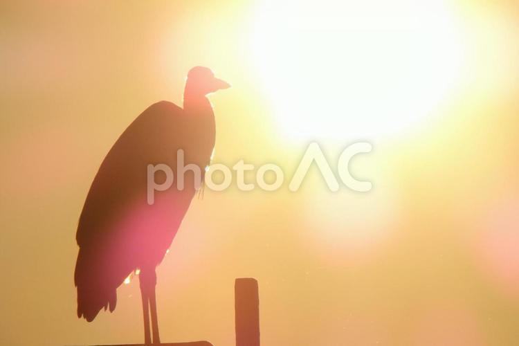 夕刻のサギ 夕刻,夕日,とりあえずの写真素材