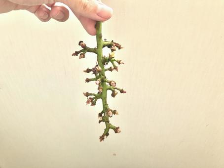 食べ尽くされた巨峰 食べ尽くされた巨峰の写真