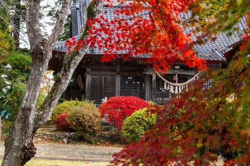秋の道祖神社⑷ 秋,モミジ,紅葉の写真素材
