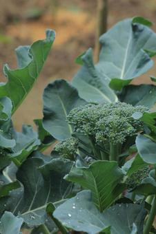 家庭菜園で育てたブロッコリー ブロッコリー,野菜,緑の写真素材
