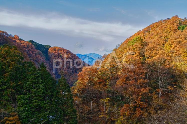 飯田線・急行秘境駅号の秋旅 紅葉,伊那谷,景色の写真素材