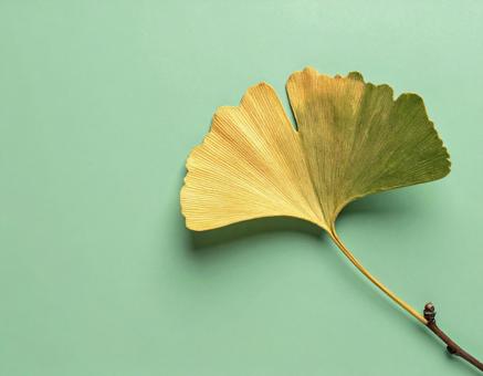 黄色いイチョウの葉と緑の背景の秋景色 黄色いイチョウの葉と緑の背景の秋景色の写真