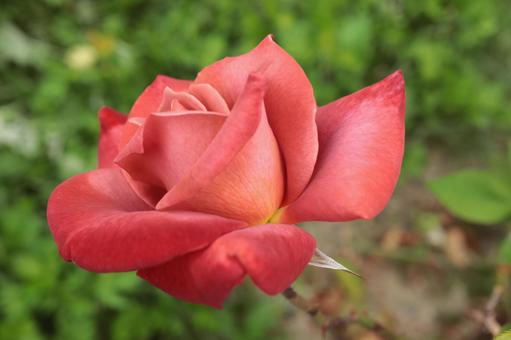 バラ園で咲いている薔薇を撮りました バラ園で咲いている薔薇を撮りましたの写真