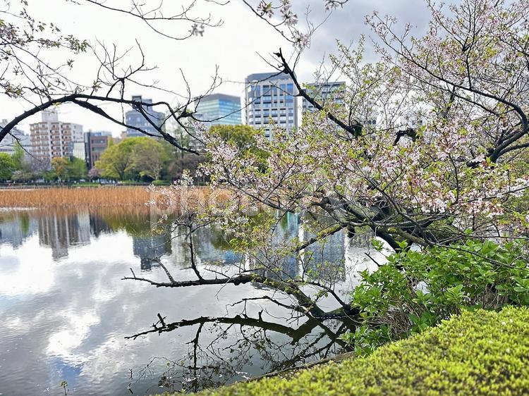 不忍池　上野公園　春の公園　台東区上野 不忍池,上野恩賜公園,弁天島の写真素材