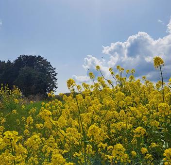 Photo, landscape, spring, background, 