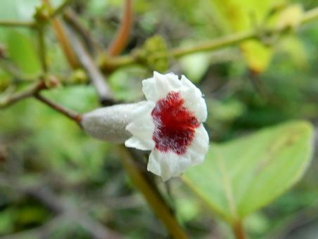 【花の写真】ヘクソカズラ 【花の写真】ヘクソカズラ ヘクソカズラ,屁糞葛,植物の写真素材