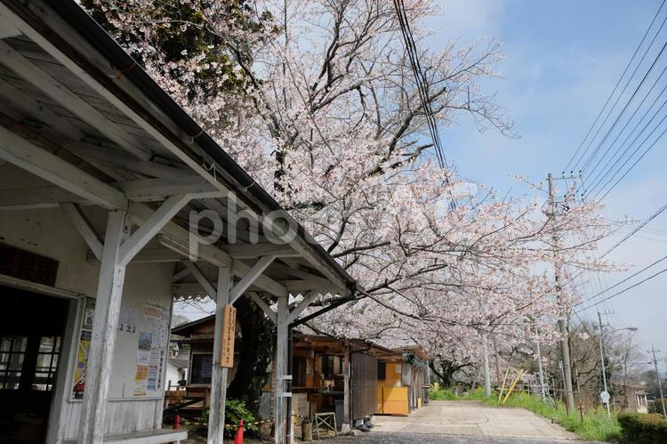 駅舎と桜 駅,小湊鉄道,鉄道の写真素材