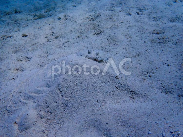 モンダルマガレイ モンダルマガレイ,カレイ,擬態の写真素材