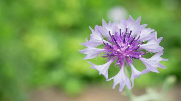 Photo, cornflower, flower, plant, 