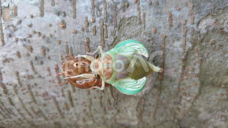 セミの羽化 4 セミ,羽化,脱皮の写真素材