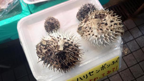 ハリセンボン ハリセンボン,とげとげ,魚の写真素材