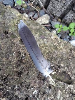 天使からのメッセージ 羽根,鳥,メッセージの写真素材