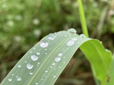 Sparkling raindrops, JPG Sparkling raindrops, JPG