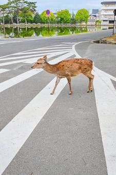 奈良公園の鹿たち 奈良公園の鹿たち 奈良,鹿,シカの写真素材