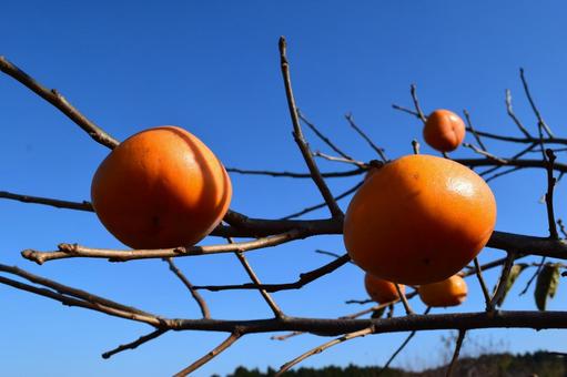 完熟した柿の実 完熟した柿の実 熟した庄内柿,庄内柿,庄内の柿の写真素材