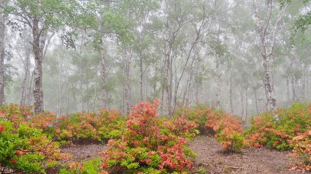 Misty birch forest and rhododendrons, JPG