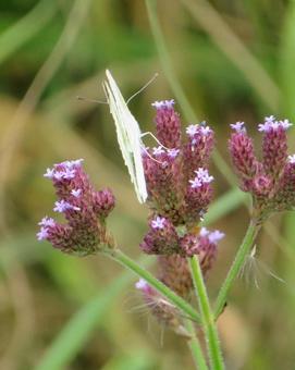 Cabbage white butterfly (from behind) and Weevil butterfly, monsieur root, butterfly, insect, JPG