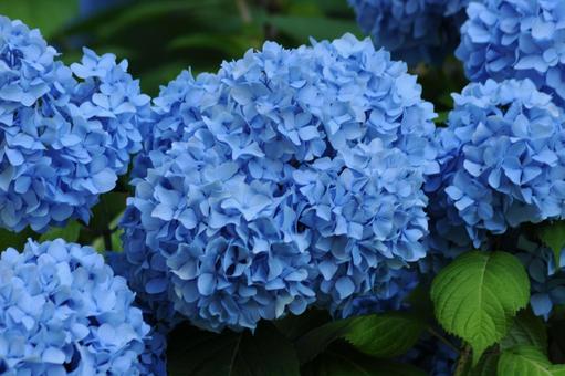 アジサイ D300-5 アジサイ D300-5の写真