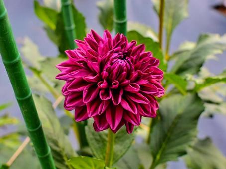 ダリア（ココア） ダリア,ココア,花の写真素材