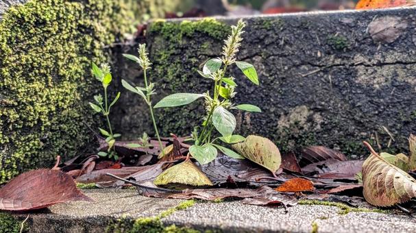 階段にはえた雑草 階段,雑草,苔の写真素材