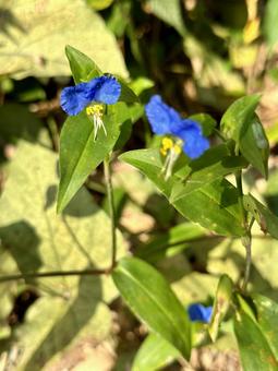 野草 野草の写真