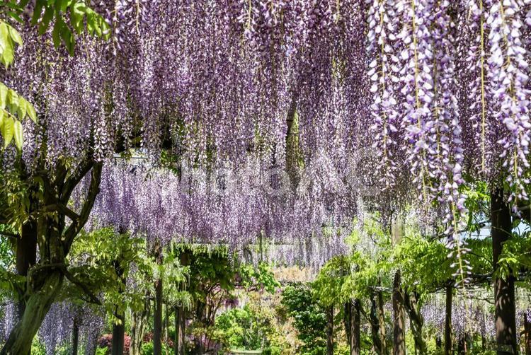 藤の花 藤の花,ふじの花,藤の写真素材