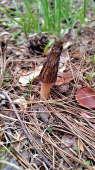 Morels, JPG