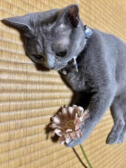 花を持つ猫 猫,花,ロシアンブルーの写真素材
