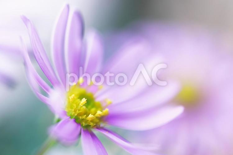 優しい雰囲気の美しい白い花 花,植物,花びらの写真素材