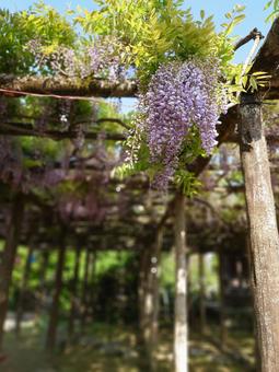 wisteria flower, JPG