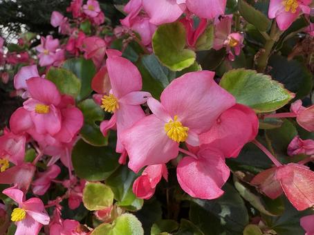 鮮やかなピンク色のベゴニアの花 02の写真