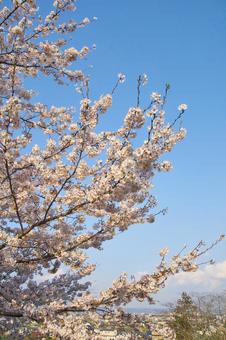 青空と満開の桜 青空と満開の桜の写真