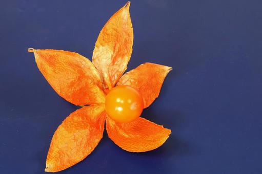 ホオズキの実 ホオズキの実 植物,ほおずき,鬼灯の写真素材