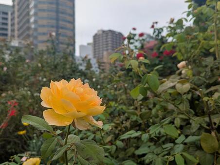 薔薇 薔薇の写真