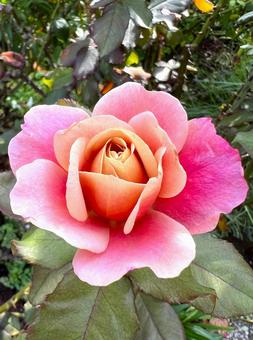 おしゃれなバラの写真